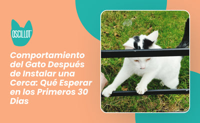 Comportamiento del Gato Después de Instalar una Cerca: Qué Esperar en los Primeros 30 Días