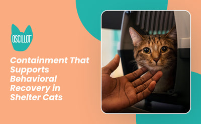 Containment That Supports Behavioral Recovery in Shelter Cats