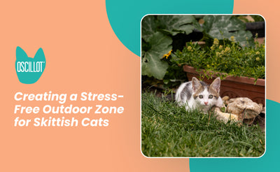 Creating a Stress-Free Outdoor Zone for Skittish Cats