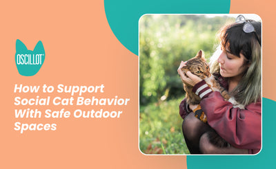 How to Support Social Cat Behavior With Safe Outdoor Spaces