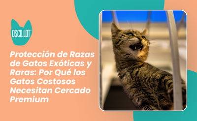 Protección de Razas de Gatos Exóticas y Raras: Por Qué los Gatos Costosos Necesitan Cercado Premium