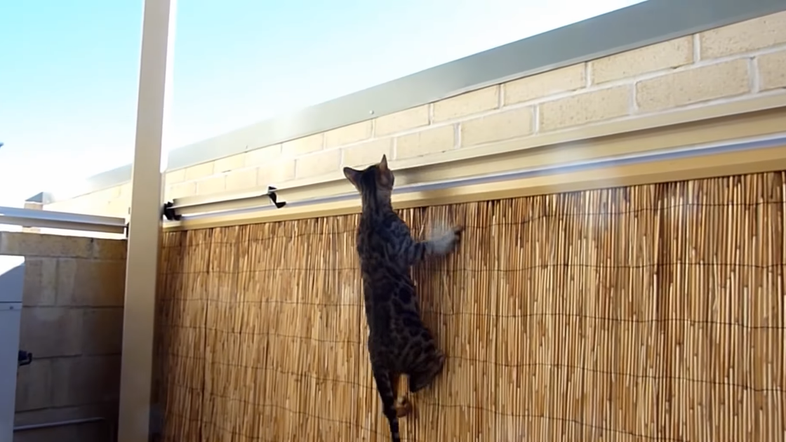 4 solutions de clôture pour chat pour votre jardin | Oscillot® Europe ...